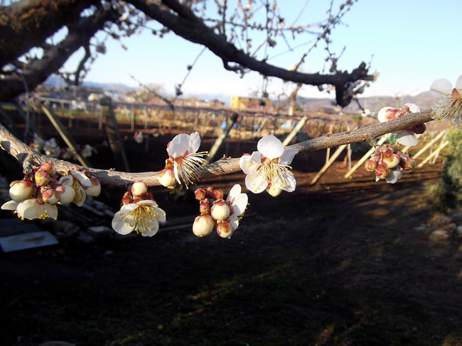 枯露柿 梅 桃専門isamu de farmトップページ
