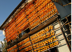 甲州百匁柿の吊るしぼし