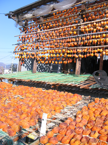 枯露柿の天日干し