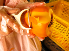 甲州百匁柿をむく